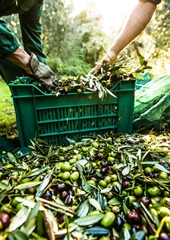 Azienda Agraria Guerrieri - Olio extravergine di oliva